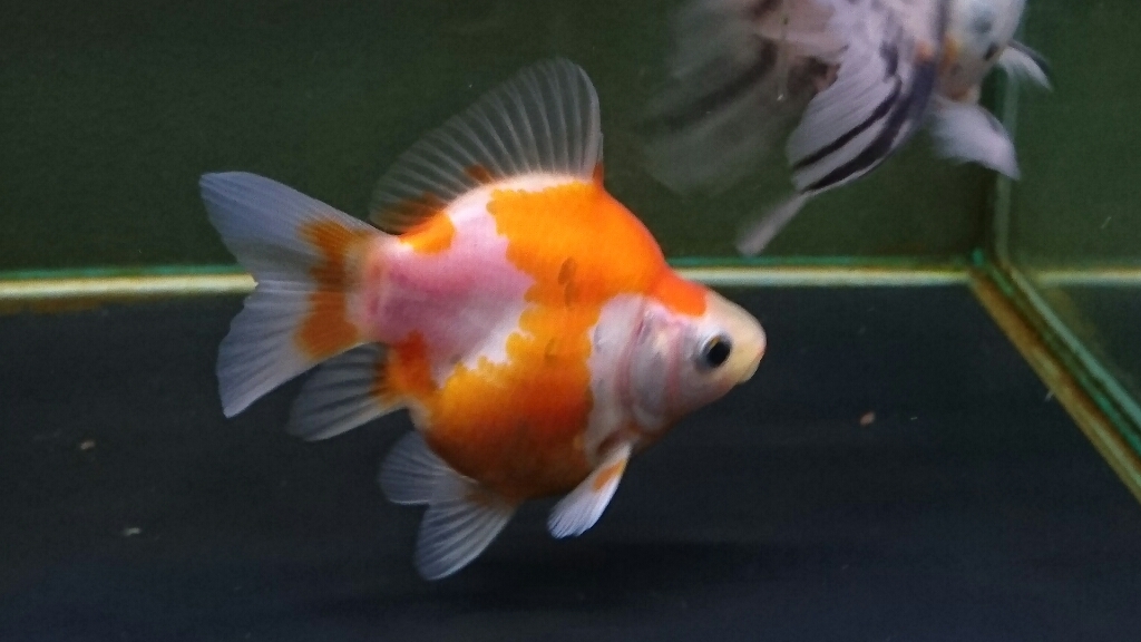 金魚紹介 福だるま Today S Memory 金魚紹介 福だるま Today S Memory