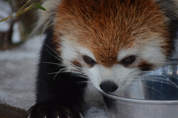 【車で】冬の動物園にいってみた【おでかけ】_c0336907_21324739.jpg