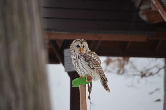 【車で】冬の動物園にいってみた【おでかけ】_c0336907_21331141.jpg