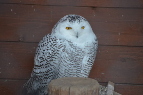 【車で】冬の動物園にいってみた【おでかけ】_c0336907_21365111.jpg