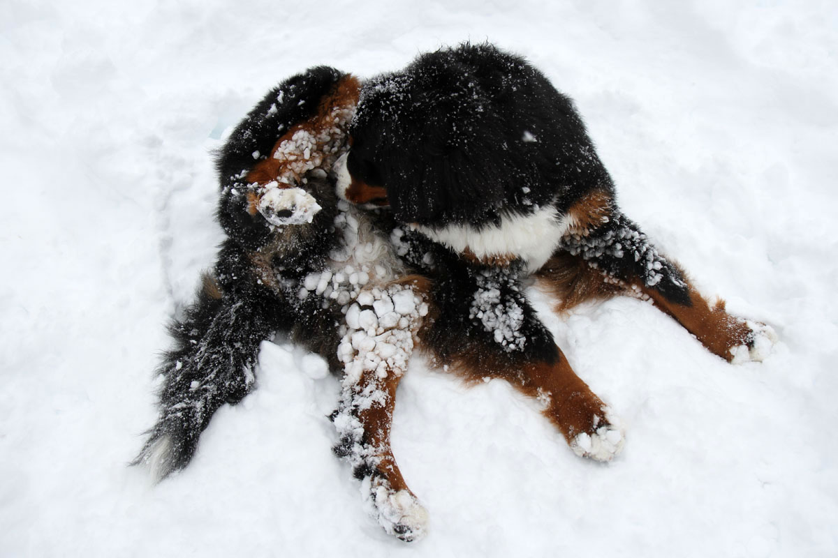 深深と雪降る中を_f0137508_2222138.jpg