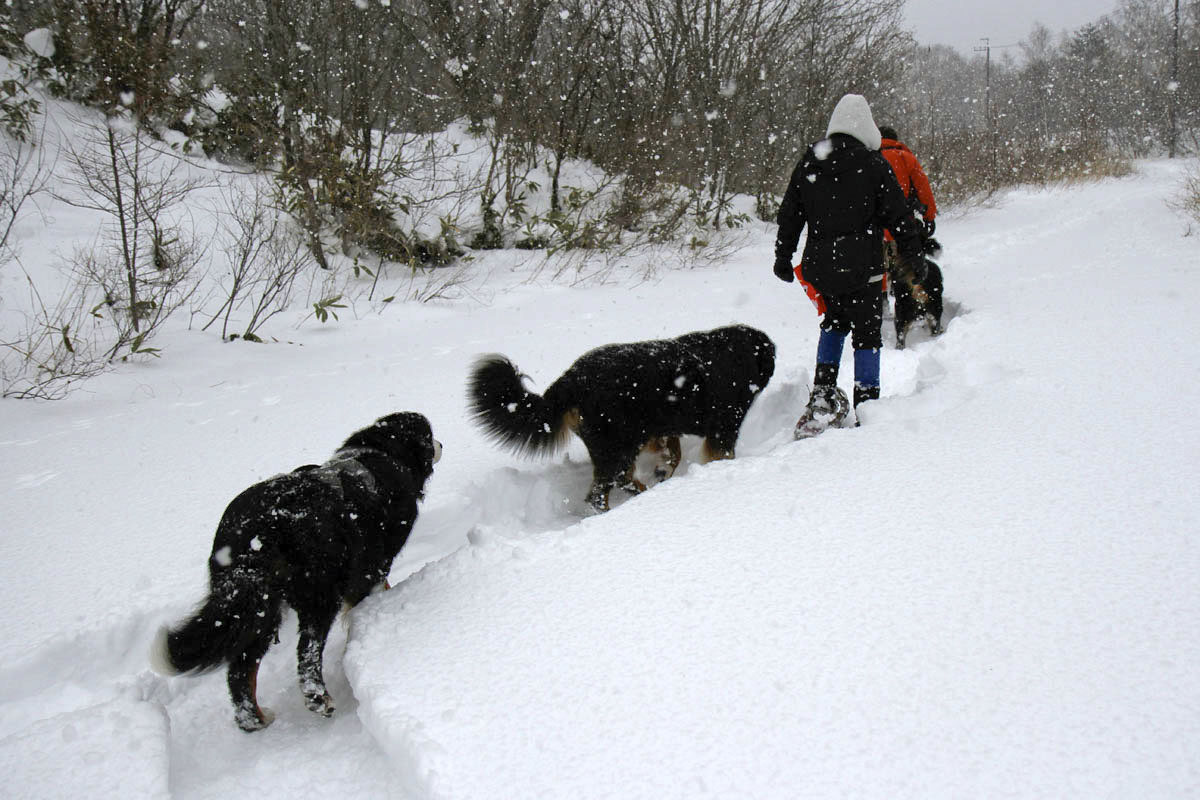 深深と雪降る中を_f0137508_22231923.jpg