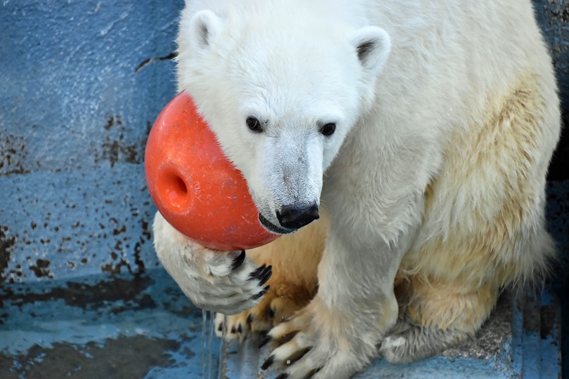 （＊投稿準備中）「極寒」の大阪、天王寺動物園のホッキョクグマたちの姿_a0151913_2332720.jpg