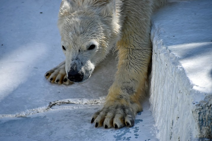 （＊投稿準備中）「極寒」の大阪、天王寺動物園のホッキョクグマたちの姿_a0151913_23455419.jpg