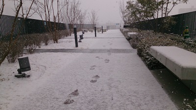 雪やこんこん♪_b0228113_11352619.jpg