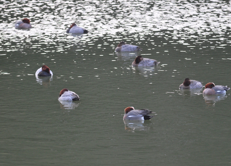 近所の野鳥　2016年1月24日_b0036128_17531336.jpg