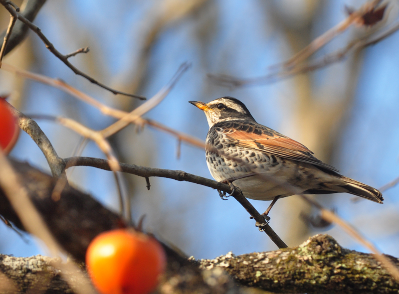 近所の野鳥　2016年1月24日_b0036128_17564619.jpg