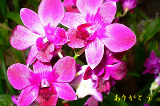 与謝野晶子≪常夏≫抄-8 (終) : Merrydiary 与謝野晶子≪常夏≫抄-8 (終) : Merrydiary