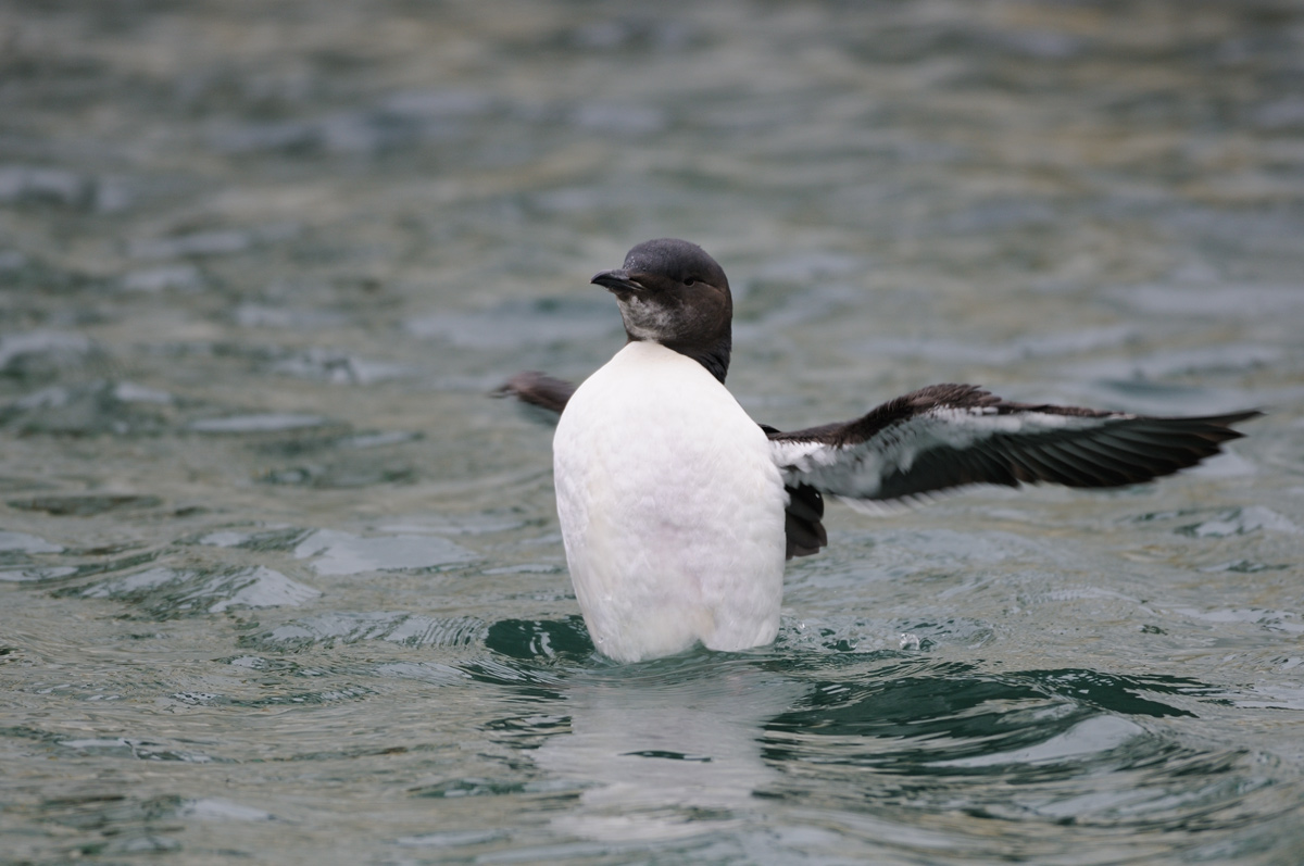 ペンギンみたいなハシブトウミガラス 鳥 撮り トリミング ペンギンみたいなハシブトウミガラス 鳥 撮り トリミング