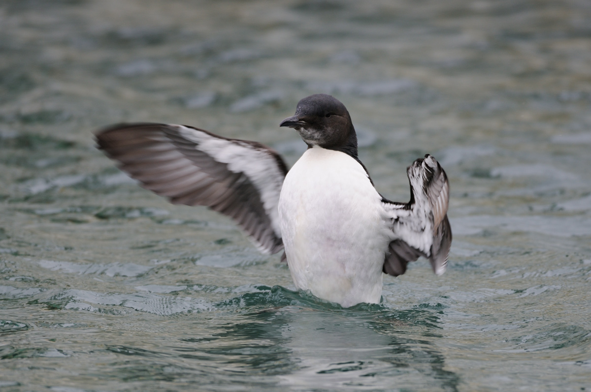 ペンギンみたいなハシブトウミガラス 鳥 撮り トリミング ペンギンみたいなハシブトウミガラス 鳥 撮り トリミング