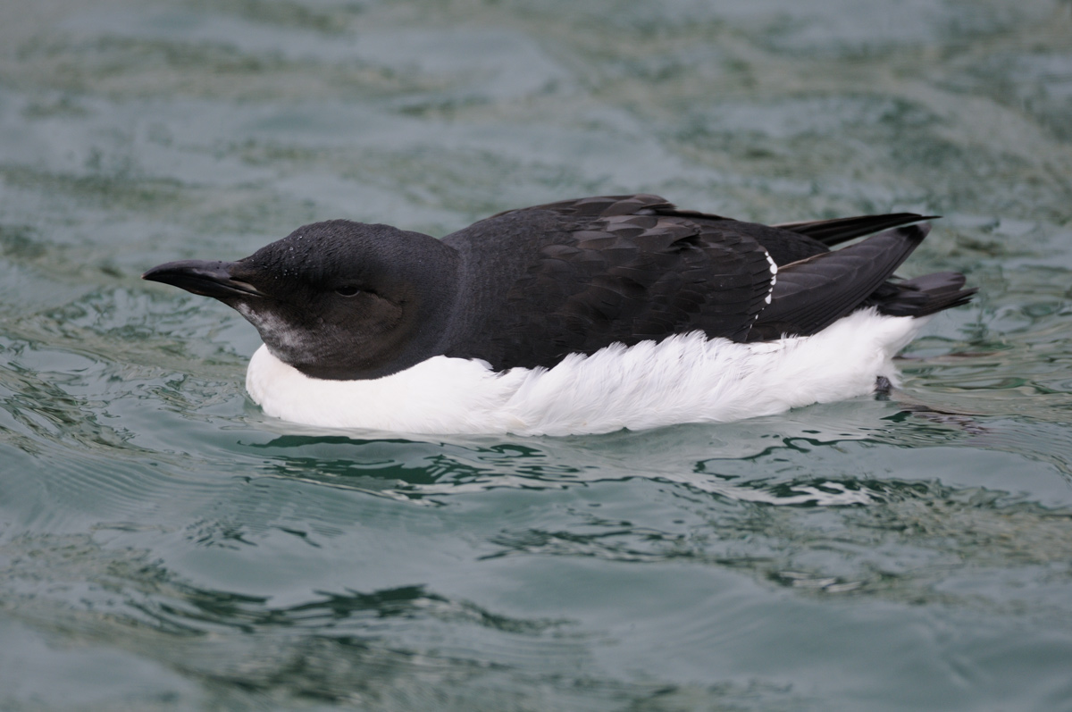 ペンギンみたいなハシブトウミガラス 鳥 撮り トリミング ペンギンみたいなハシブトウミガラス 鳥 撮り トリミング