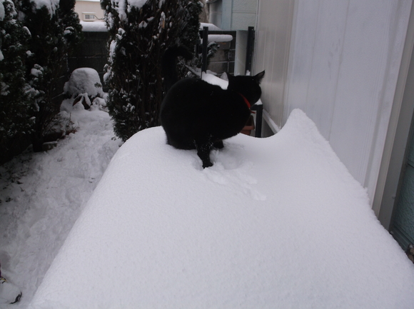 佐世保は大雪 時々吹雪_a0206345_17394859.jpg