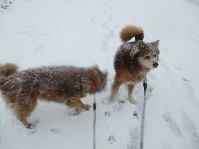 雪にはしゃぐ_b0300759_08575191.jpg