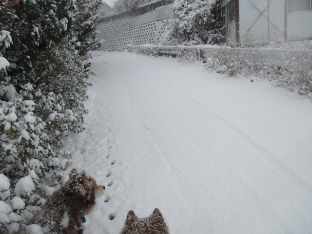 雪にはしゃぐ_b0300759_09005564.jpg