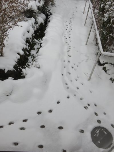 ノラの雪道　❅　❅❅_f0032766_20352634.jpg