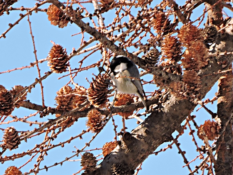 真駒内公園散策（１回目）_e0351973_215231.jpg