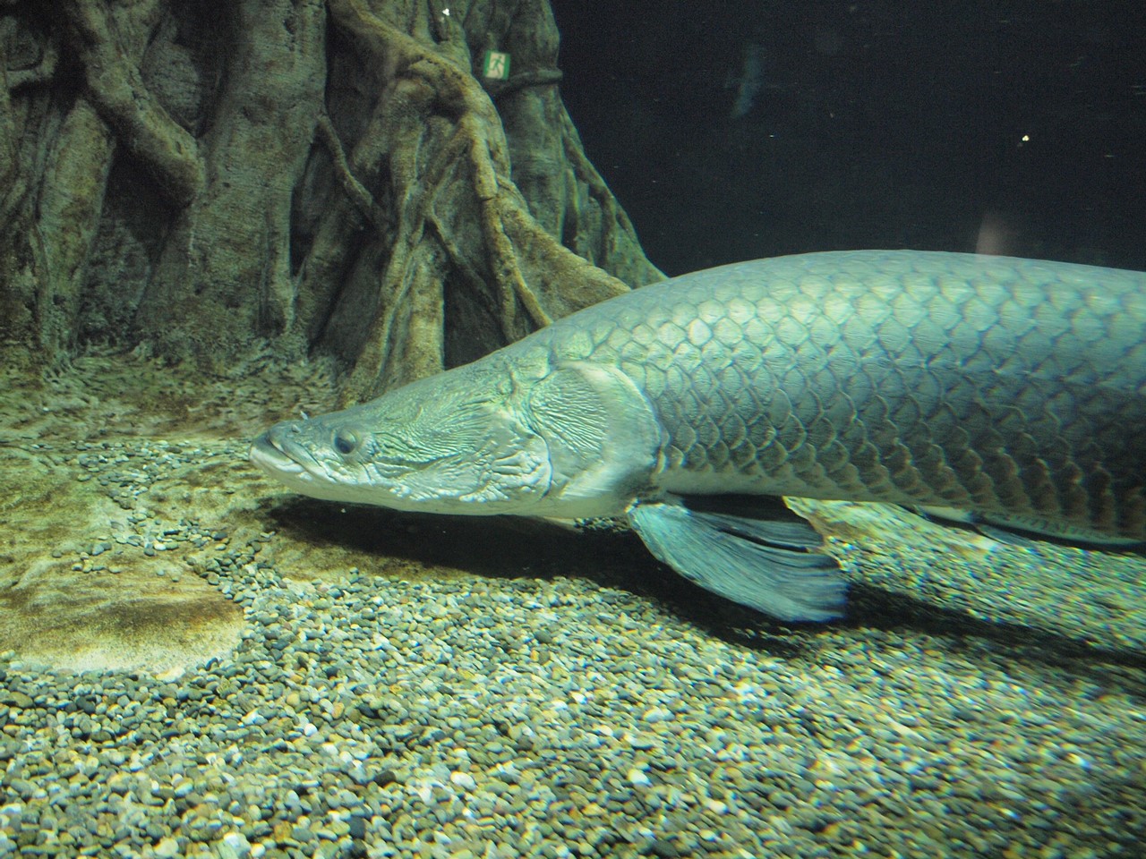 世界淡水魚水族館 アクア トトギフの魚達と美濃和紙灯りアート 自然風の自然風だより 世界淡水魚水族館 アクア トトギフの魚達と美濃和紙灯りアート 自然風の自然風だより