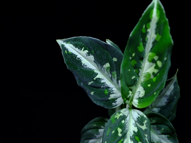 Aglaonema picutum\"The Fool\"Black Multi under from Sibolga timur【AZ0315-2b】_a0067578_2394889.jpg