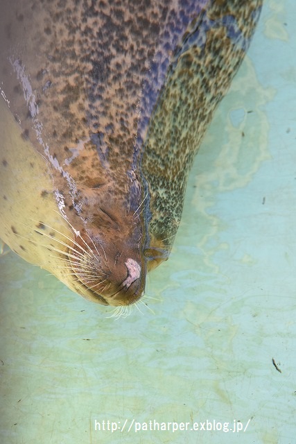 ２０１５年１２月　大牟田動物園　その２_a0052986_22122217.jpg