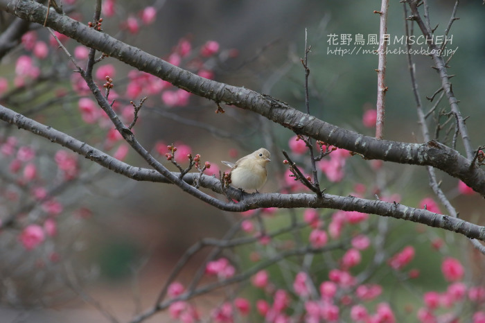 香る春の歌オジロビタキ_a0323488_13162585.jpg