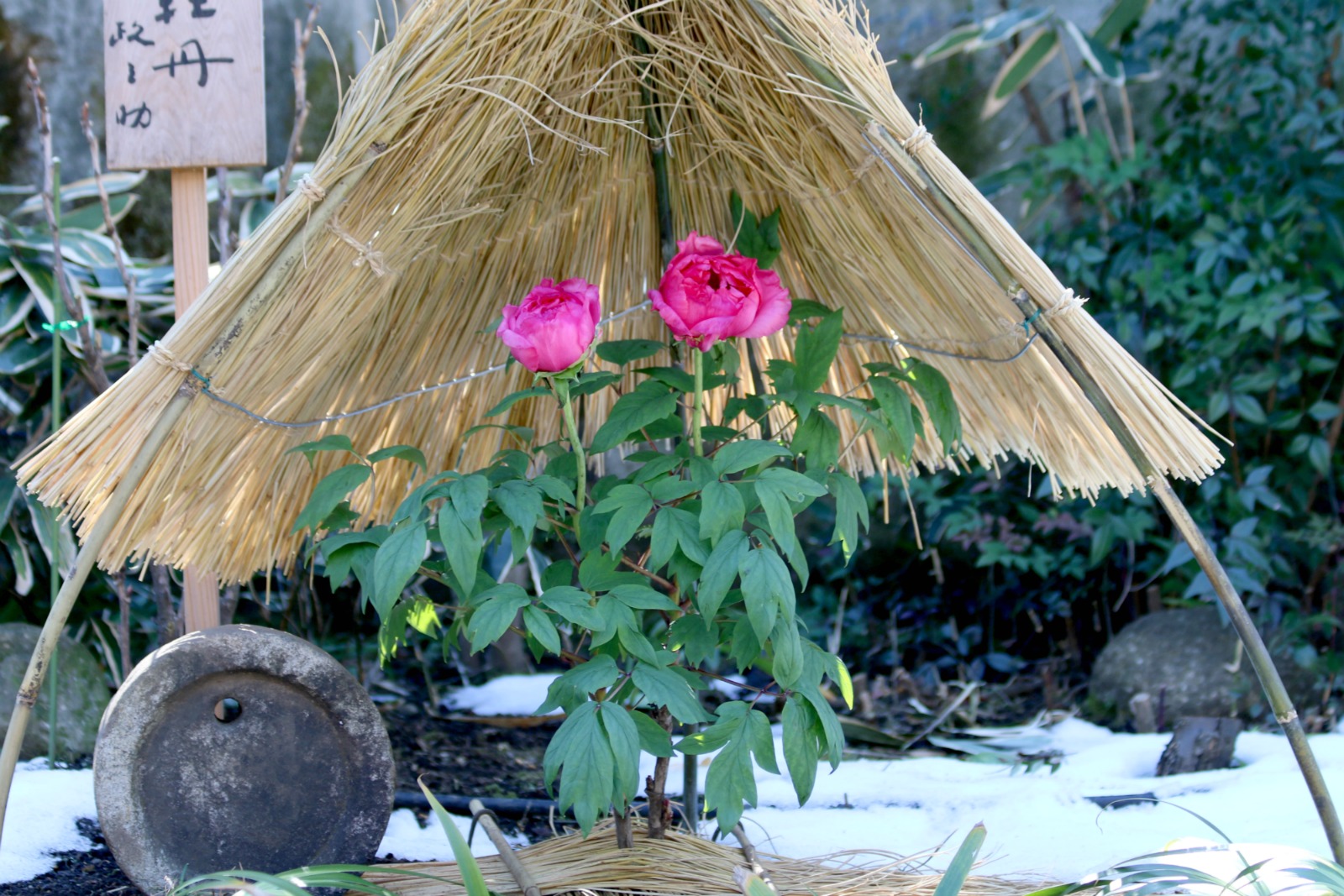 a0127090_2363634.jpg