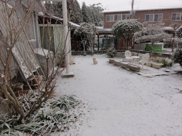 1月24日 大雪!!_e0174091_12591296.jpg