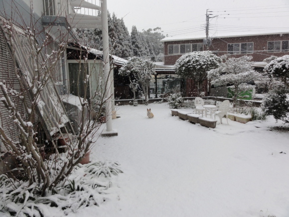 1月24日 大雪!!_e0174091_12594581.jpg