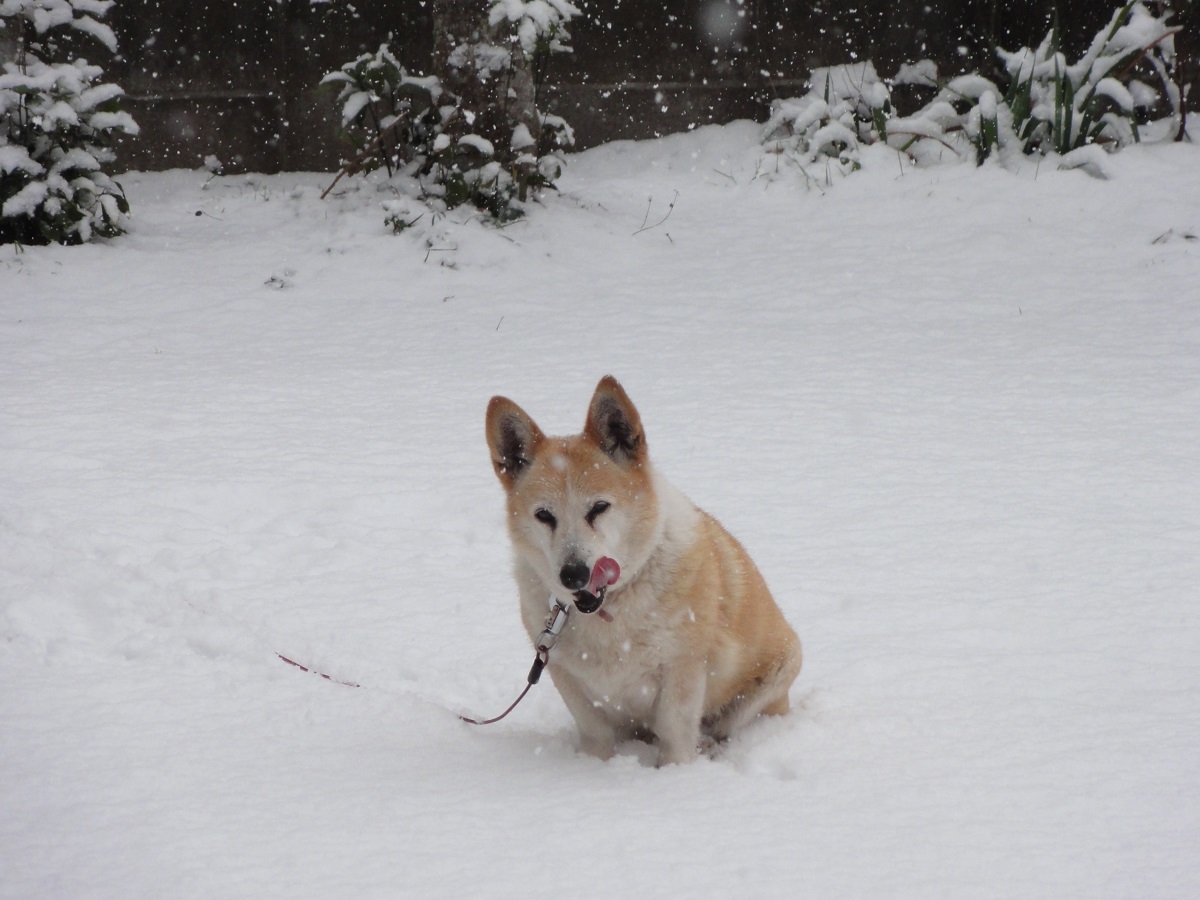 1月24日 大雪!!_e0174091_13005177.jpg