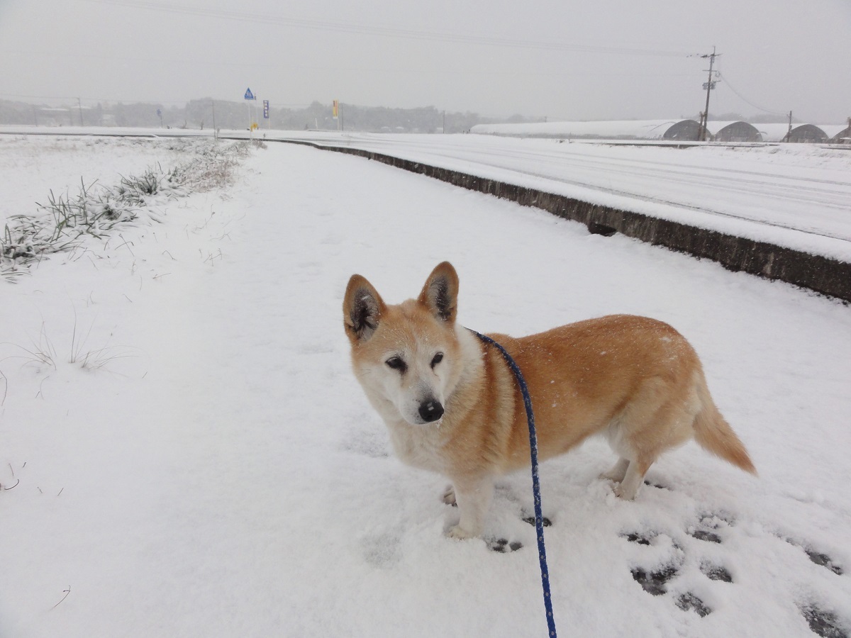 1月24日 大雪!!_e0174091_13012194.jpg