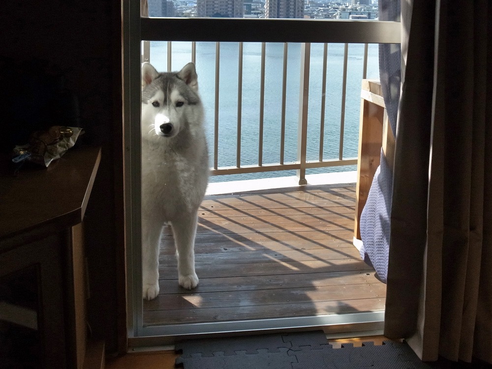 氷河期のはじまり (^_^;)_c0049299_22272414.jpg