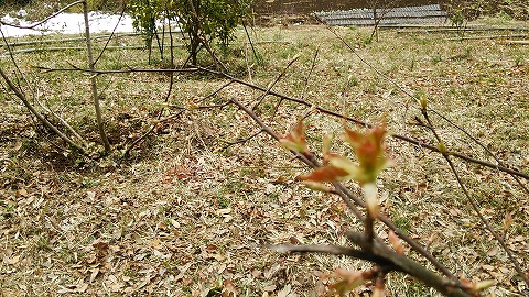 e0270403_14524439.jpg