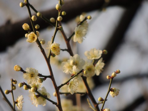 2月「茶の湯　初・中級」稽古日_a0056406_16145735.jpg