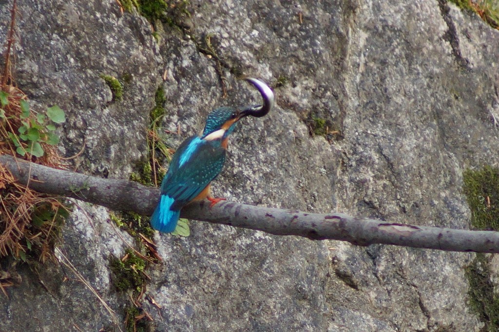 c0042418_934090.jpg