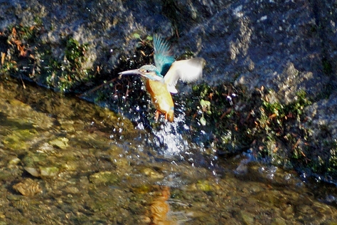 c0042418_935237.jpg