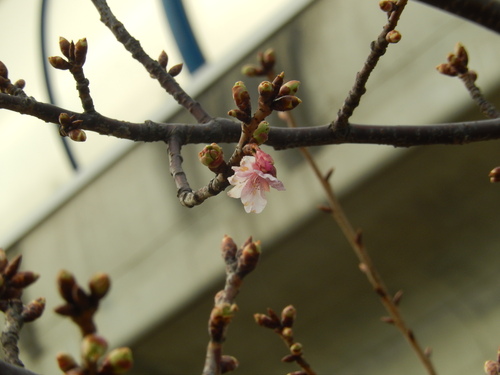 雪で...悲喜.こ.も.ご.も!_b0137932_11532729.jpg