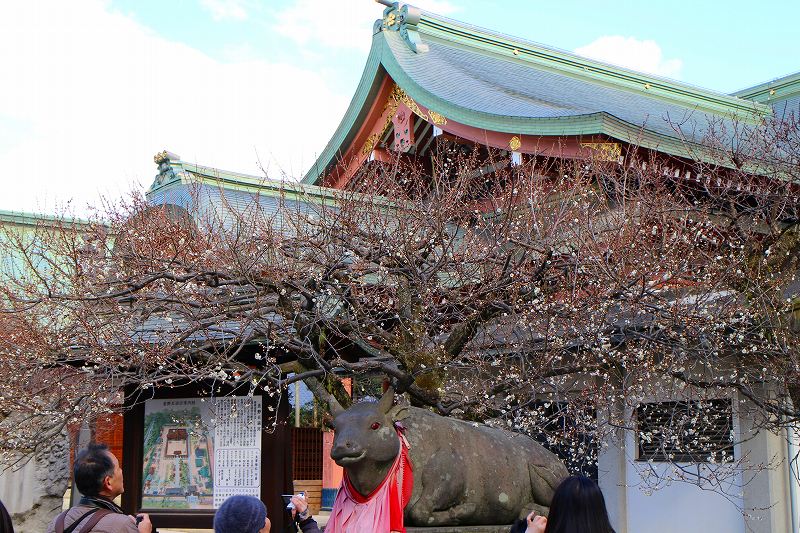 北野天満宮の神様の使い『神牛』20160116_e0237645_10501267.jpg