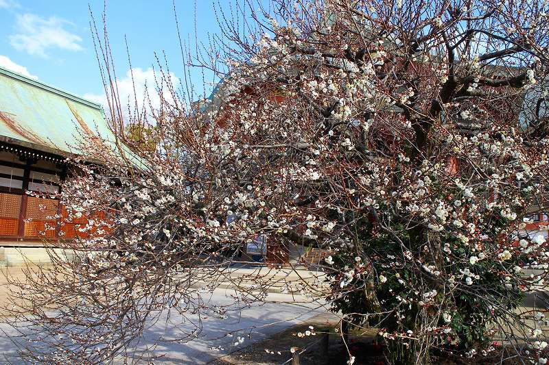 北野天満宮恒例の咲き始めた梅の花20160116_e0237645_11182146.jpg