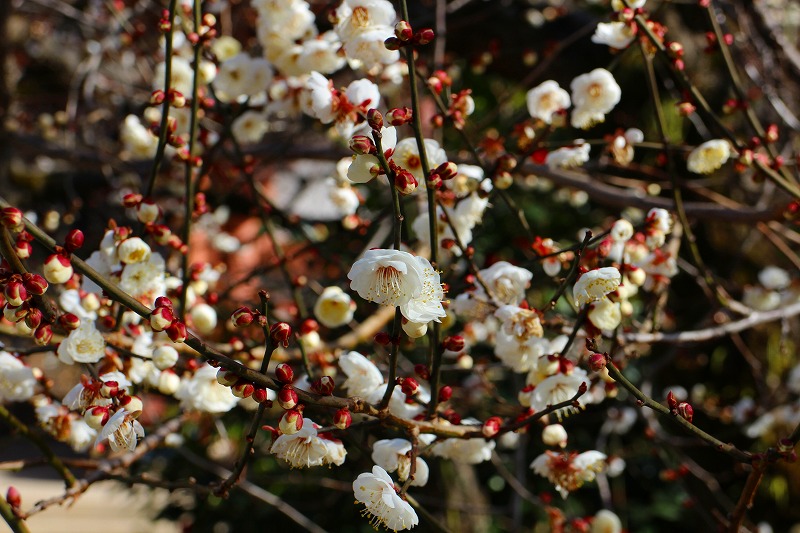 北野天満宮恒例の咲き始めた梅の花20160116_e0237645_11183190.jpg