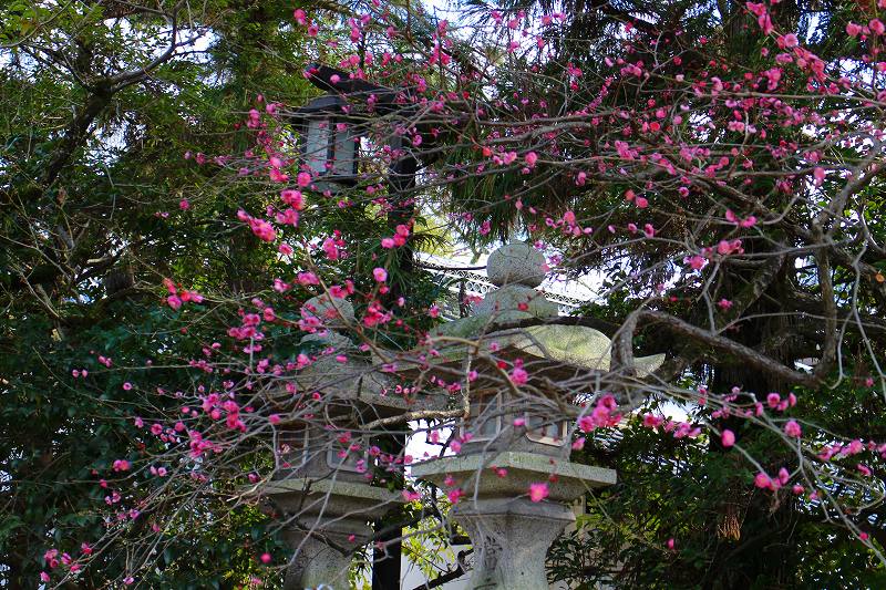 北野天満宮恒例の咲き始めた梅の花20160116_e0237645_11184211.jpg