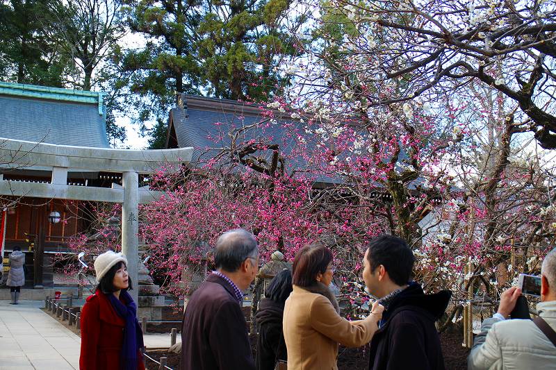 北野天満宮恒例の咲き始めた梅の花20160116_e0237645_11192838.jpg