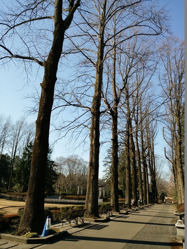 宇都宮の文化　栃木県立中央公園　＠栃木県_f0048546_06012340.jpg