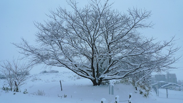 「南国の大雪」_f0201348_17573033.jpg