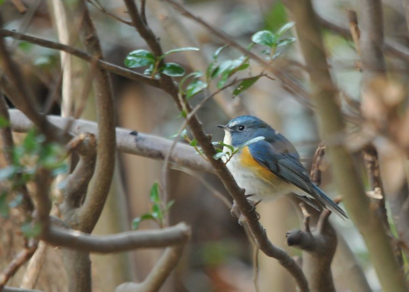 幸せの青い鳥^o^_c0334250_22084490.jpg