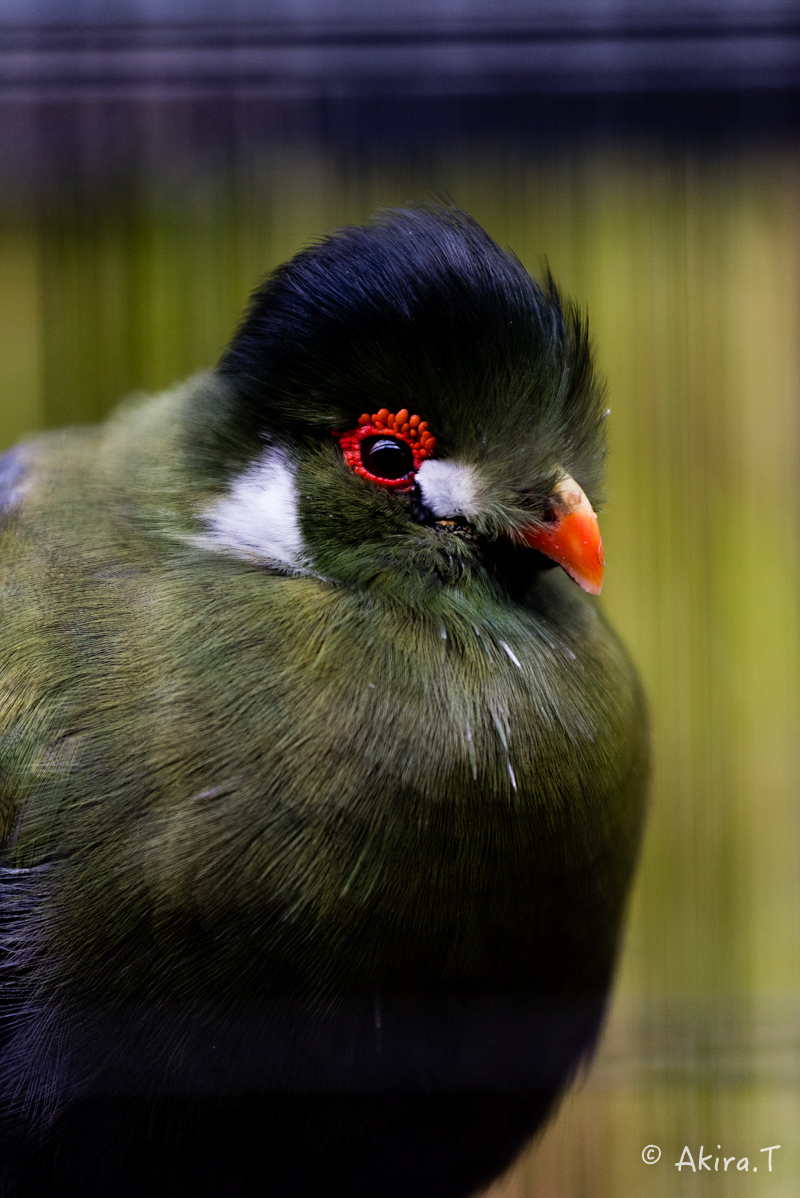 京都市動物園 -1-_f0152550_2210289.jpg