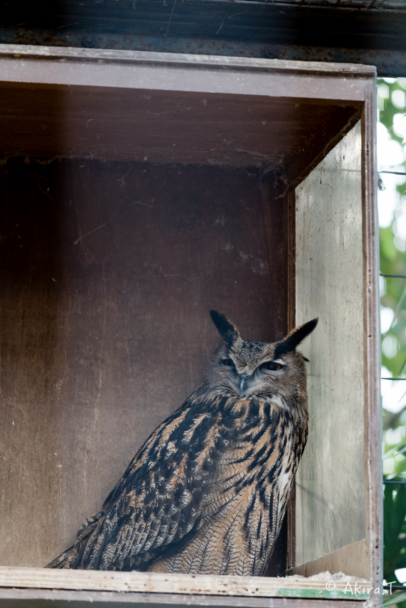 京都市動物園 -1-_f0152550_22104253.jpg