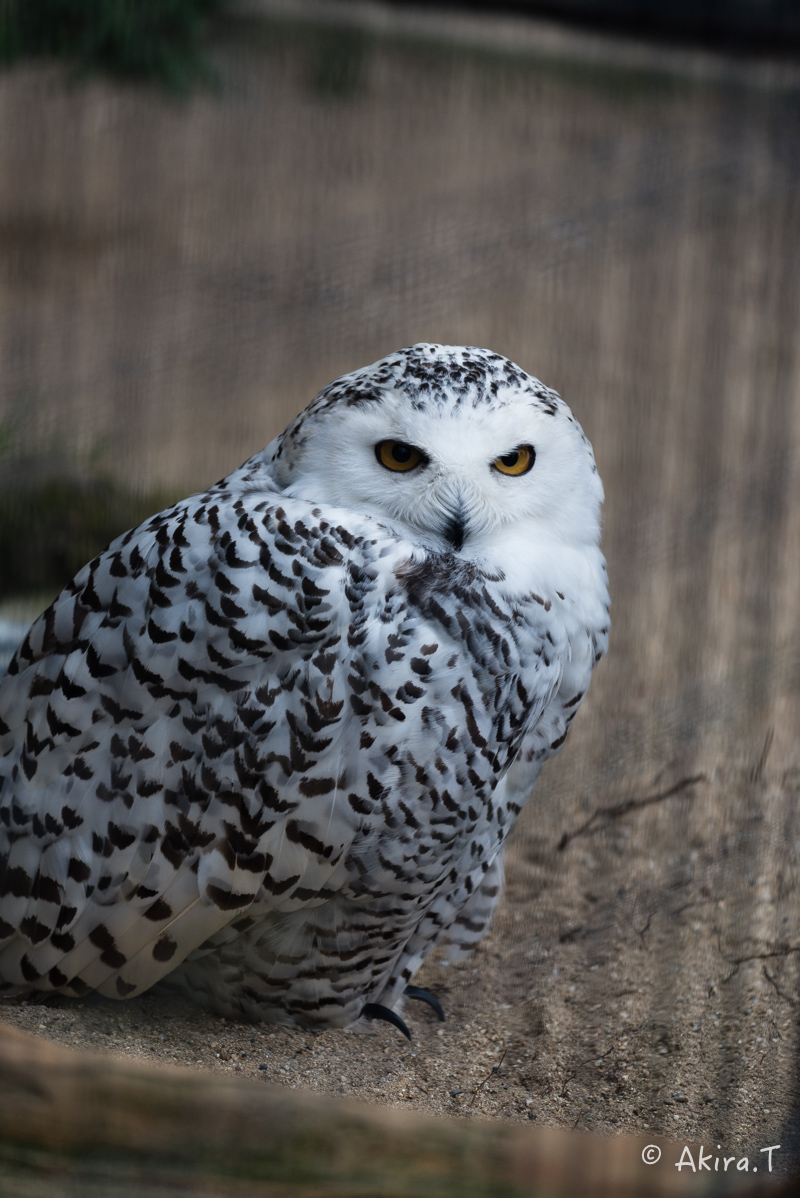 京都市動物園 -1-_f0152550_22111290.jpg