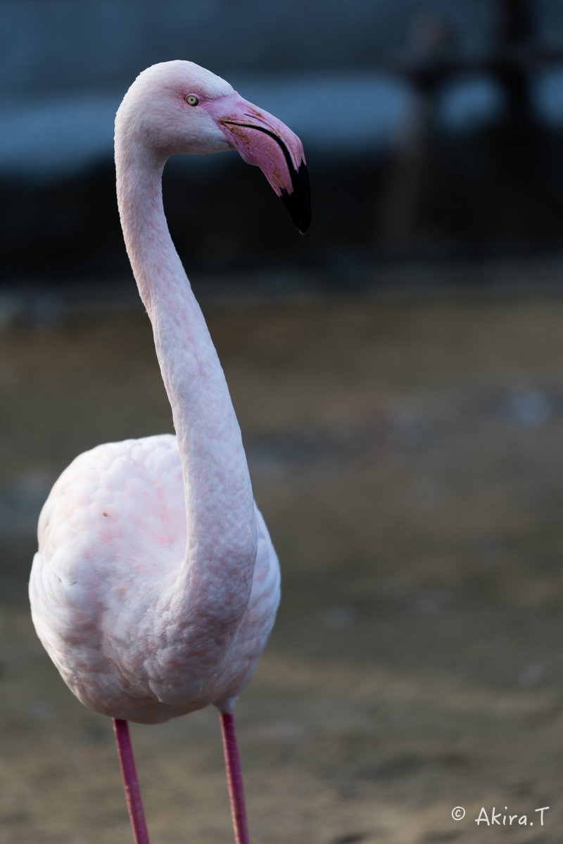 京都市動物園 -1-_f0152550_2211432.jpg