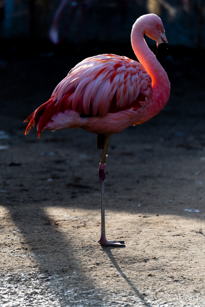 京都市動物園 -1-_f0152550_22115746.jpg