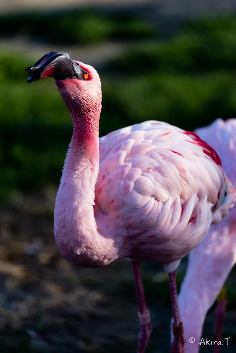 京都市動物園 -1-_f0152550_22121158.jpg