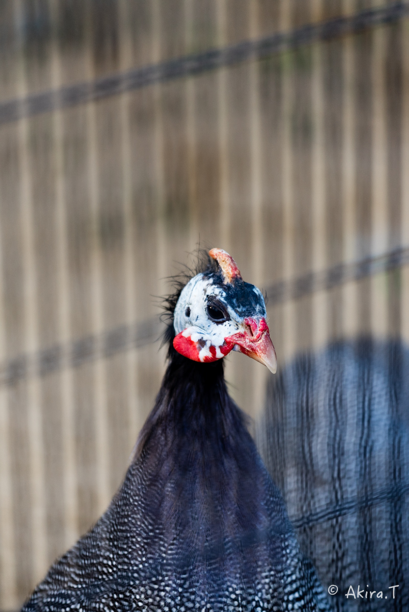 京都市動物園 -1-_f0152550_22124477.jpg